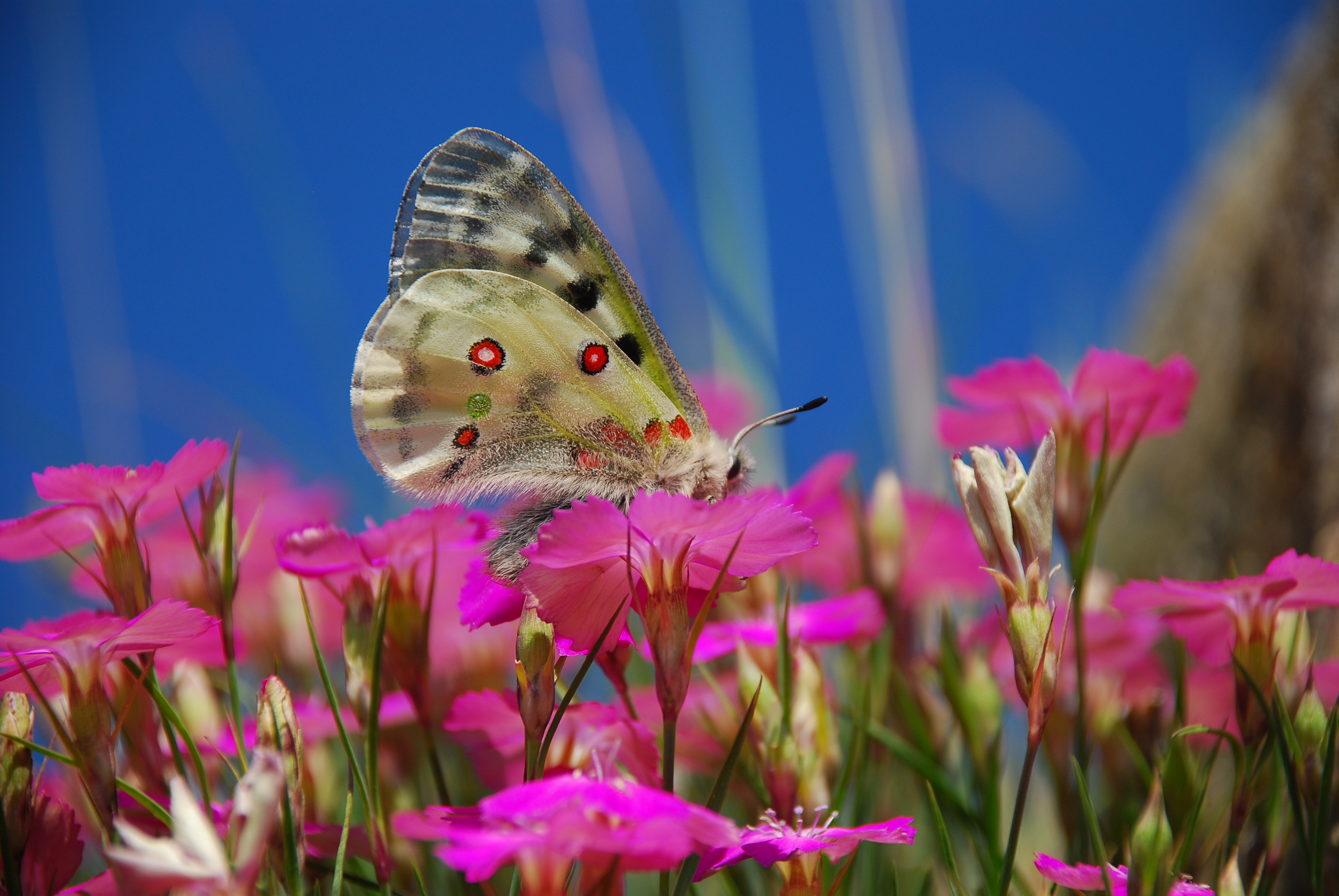 Farfalle dal Monviso: 9° Workshop nazionale Butterfly Monitoring Sheme Italia